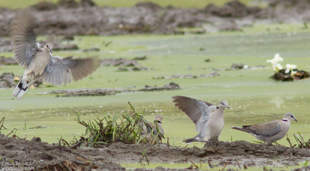 Ring-necked Dove, Flight