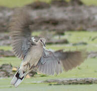 Ring-necked Dove