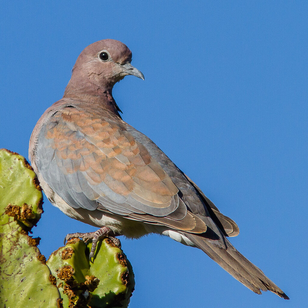 Laughing Dove