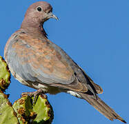 Laughing Dove