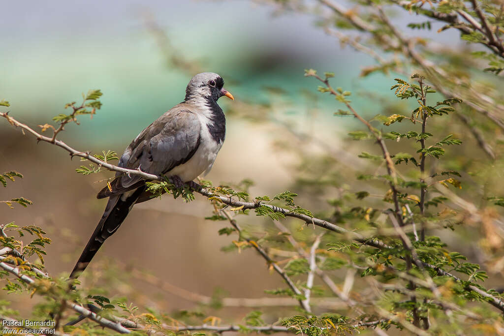 Namaqua Dove male adult