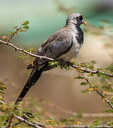 Namaqua Dove