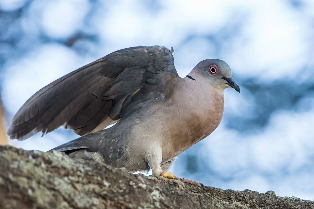 Mourning Collared Dove