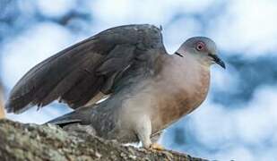 Mourning Collared Dove