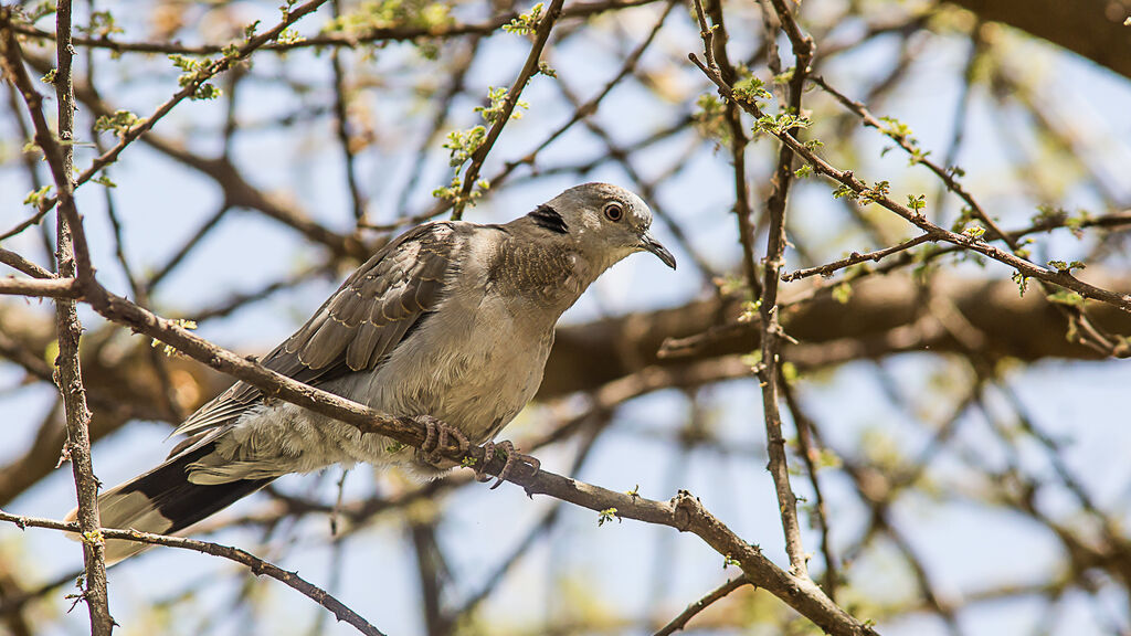 Mourning Collared Dove