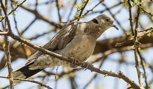 Mourning Collared Dove