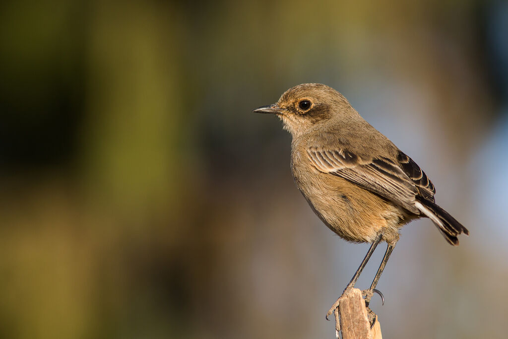 Moorland Chat