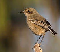 Moorland Chat