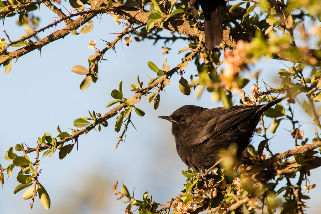 Rüppell's Black Chat