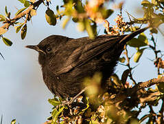 Rüppell's Black Chat