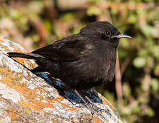 Rüppell's Black Chat