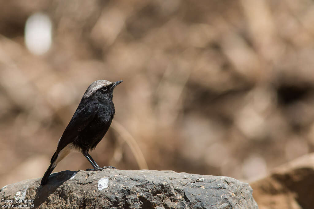 Abyssinian Wheatear male adult