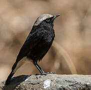 Abyssinian Wheatear