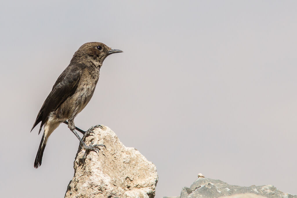 Abyssinian Wheatear female adult