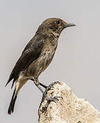 Abyssinian Wheatear