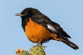 White-winged Cliff Chat