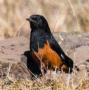 White-winged Cliff Chat