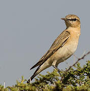 Isabelline Wheatear