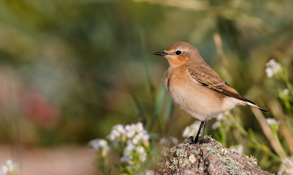 Northern Wheatear female adult