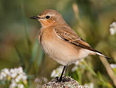 Northern Wheatear