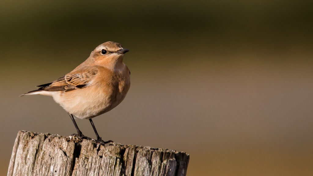 Northern Wheatear female adult