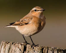 Northern Wheatear