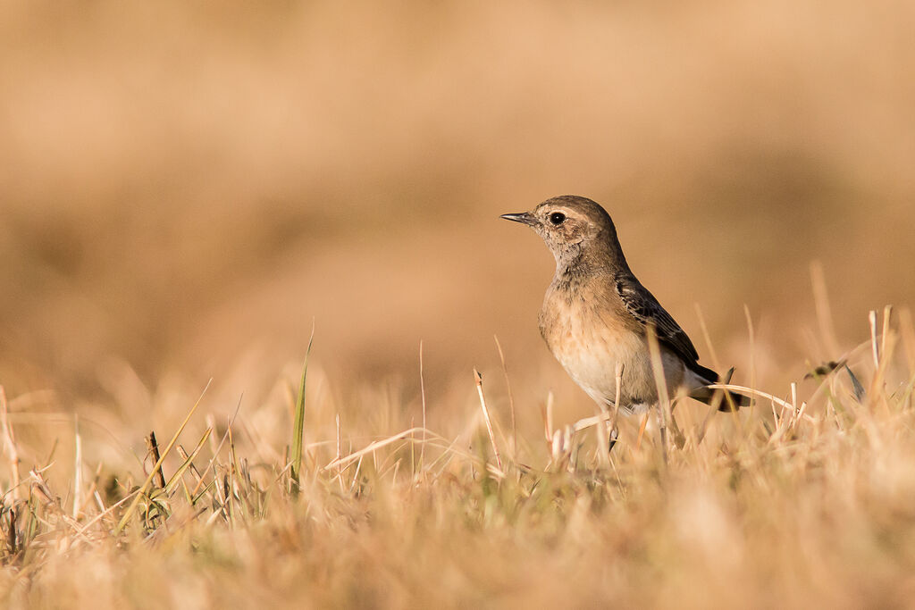 Pied Wheatear