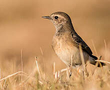 Pied Wheatear