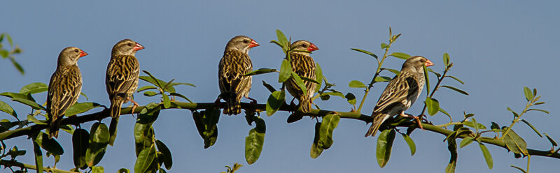 Red-billed Quelea