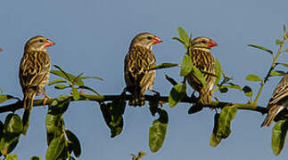 Red-billed Quelea