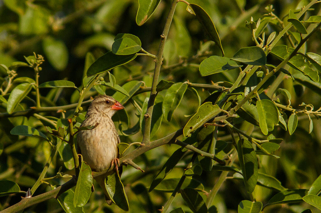 Red-billed Quelea