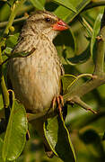 Red-billed Quelea