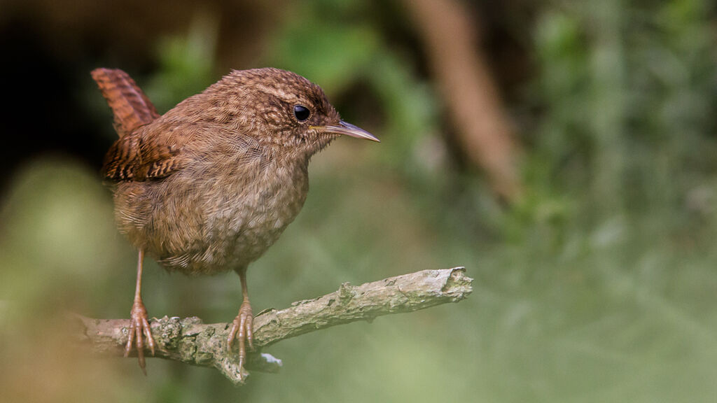 Eurasian Wren