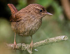 Eurasian Wren