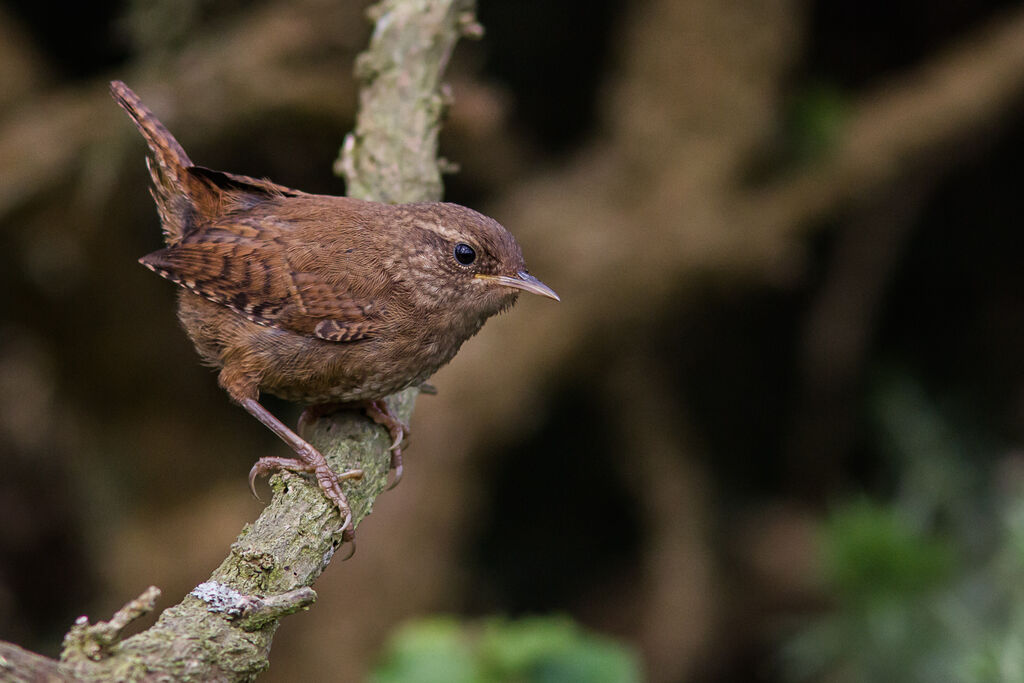 Troglodyte mignon