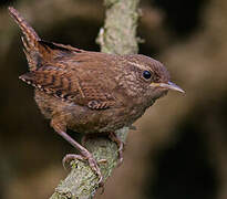 Eurasian Wren