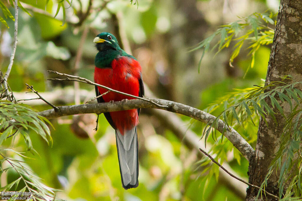 Trogon narina mâle adulte, identification