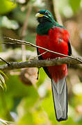 Trogon narina