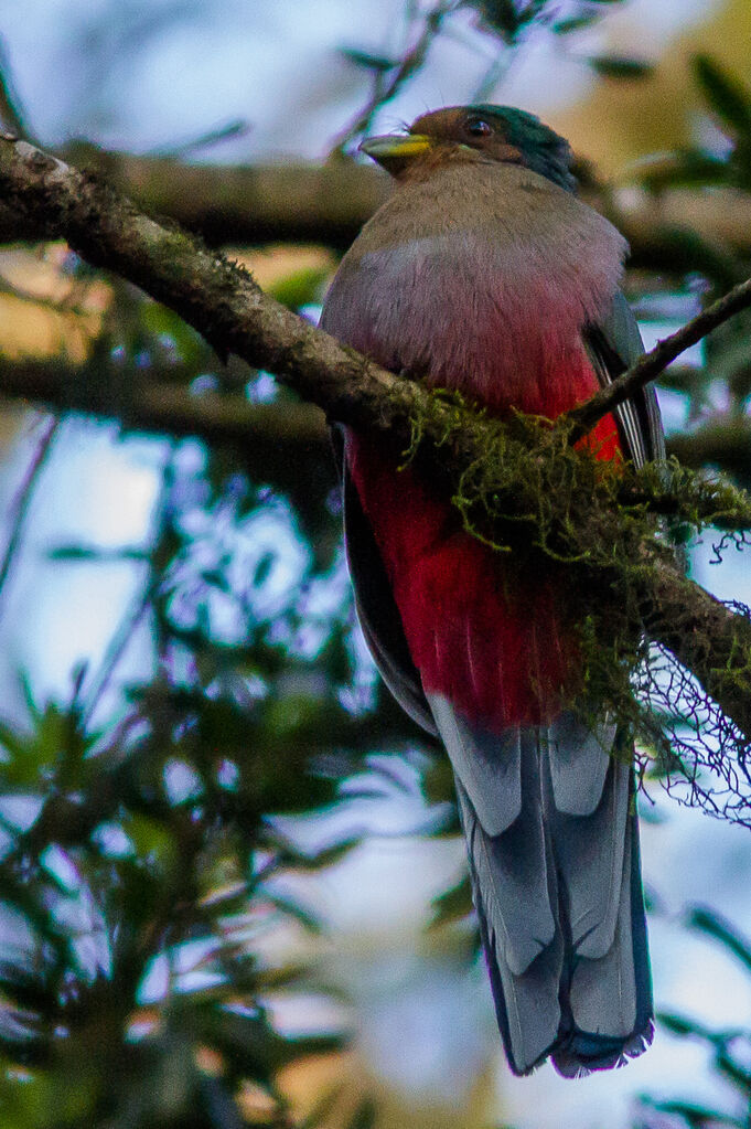 Trogon narina femelle