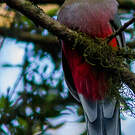Trogon narina