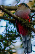 Trogon narina