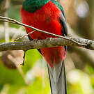 Trogon narina