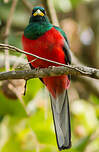 Trogon narina