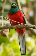 Narina Trogon