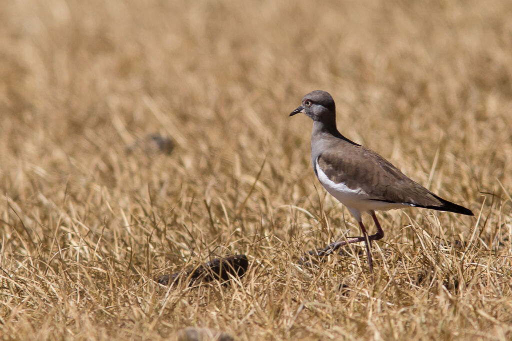 Black-winged Lapwing