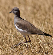 Black-winged Lapwing