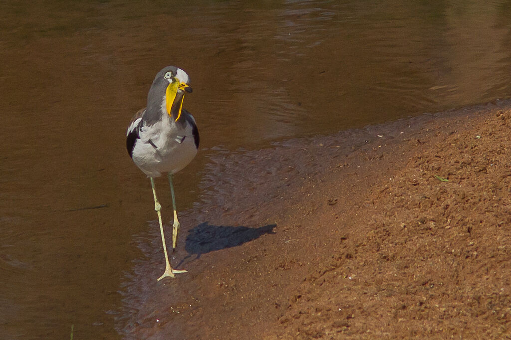 White-crowned Lapwing