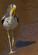 White-crowned Lapwing