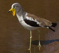 White-crowned Lapwing