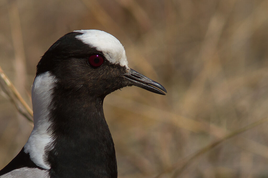 Blacksmith Lapwing